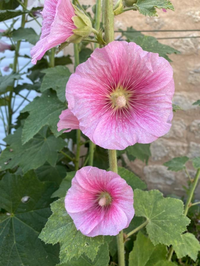 Maison Althea Rosea - 3 Et Piscine